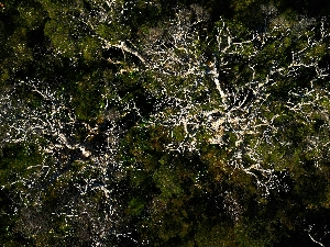 Fungi Futures: Mycelium as a Biodegradable Material